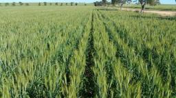 Mace Wheat crop near Buntine WA from Seed Shield seed